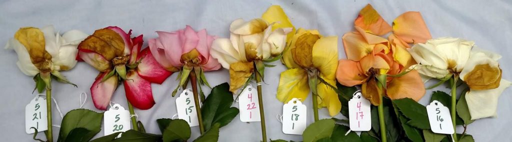 Cut Flowers and Postharvest Floriculture | Horticultural Science