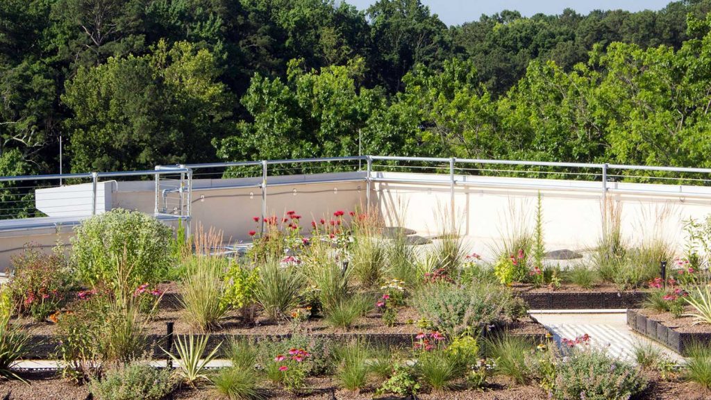 Rooftop pollinator garden of Talley Student Union
