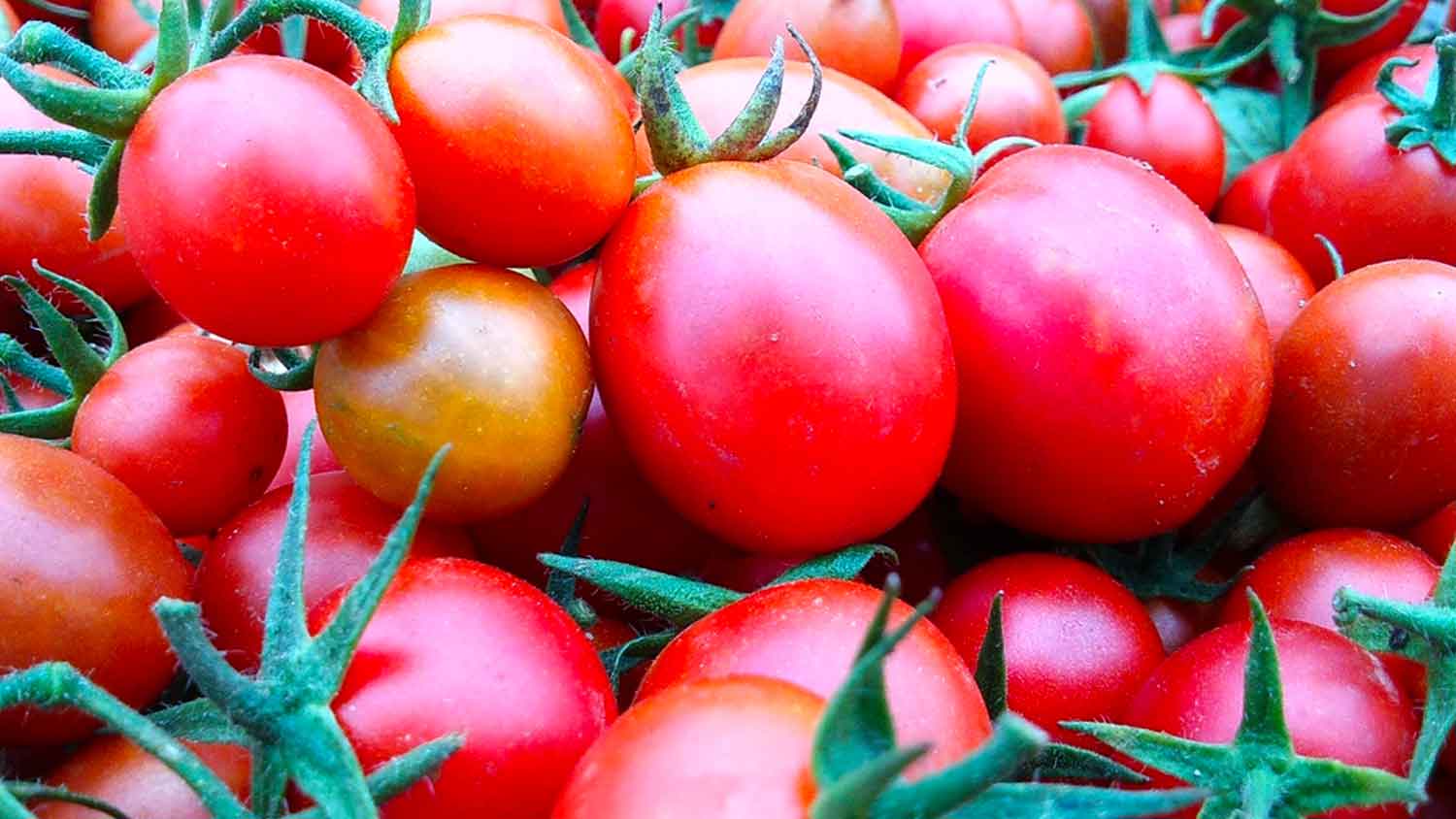 ripe tomatoes on the vine