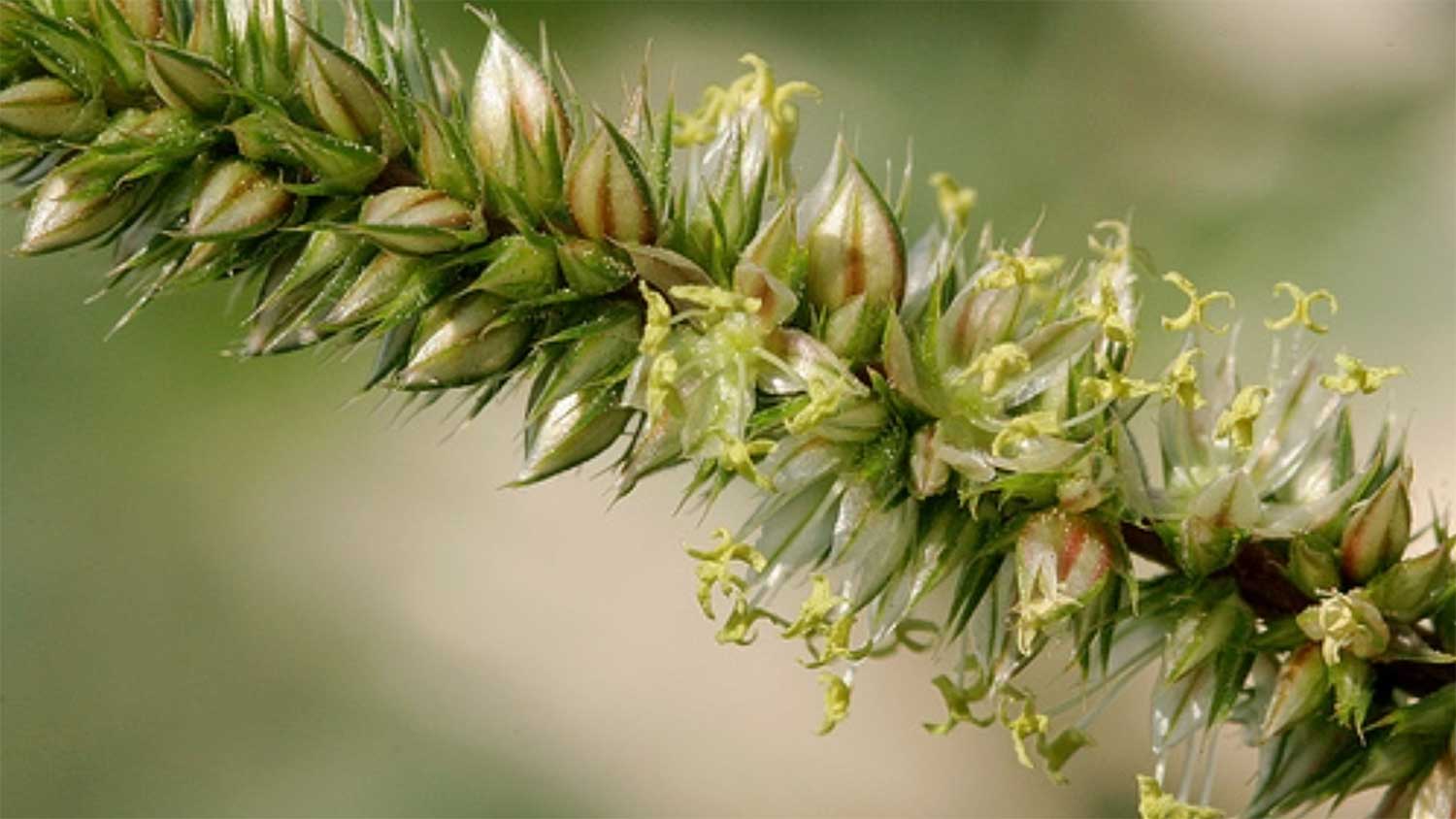 Flowering Palmer Amaranth, also known as Palmer pigweed, is an extremely aggressive, fast-growing species that has become a serious weed problem. (Photo by Patrick Alexander)