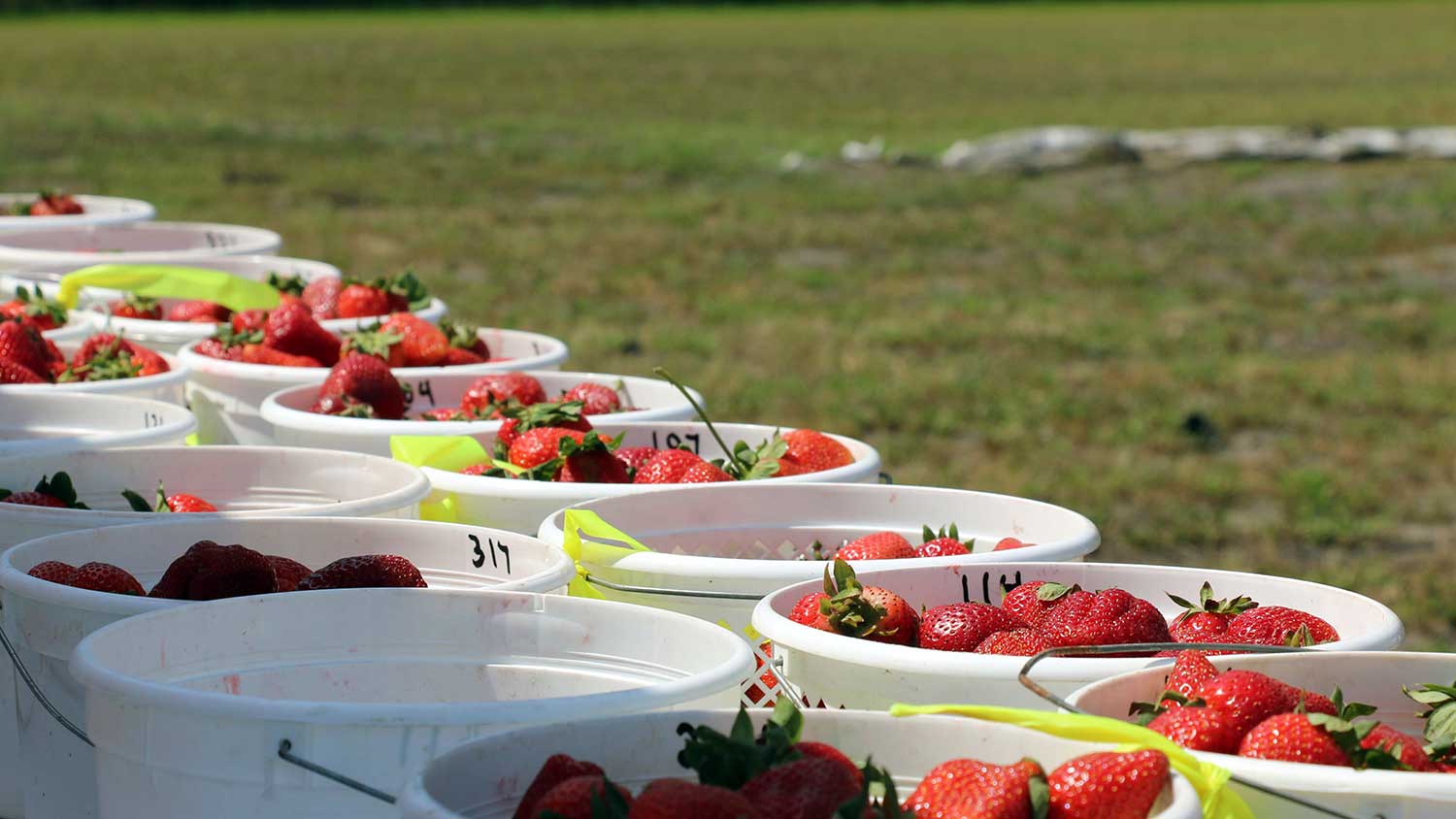 strawberry trial baskets from Castle Hayne, NC