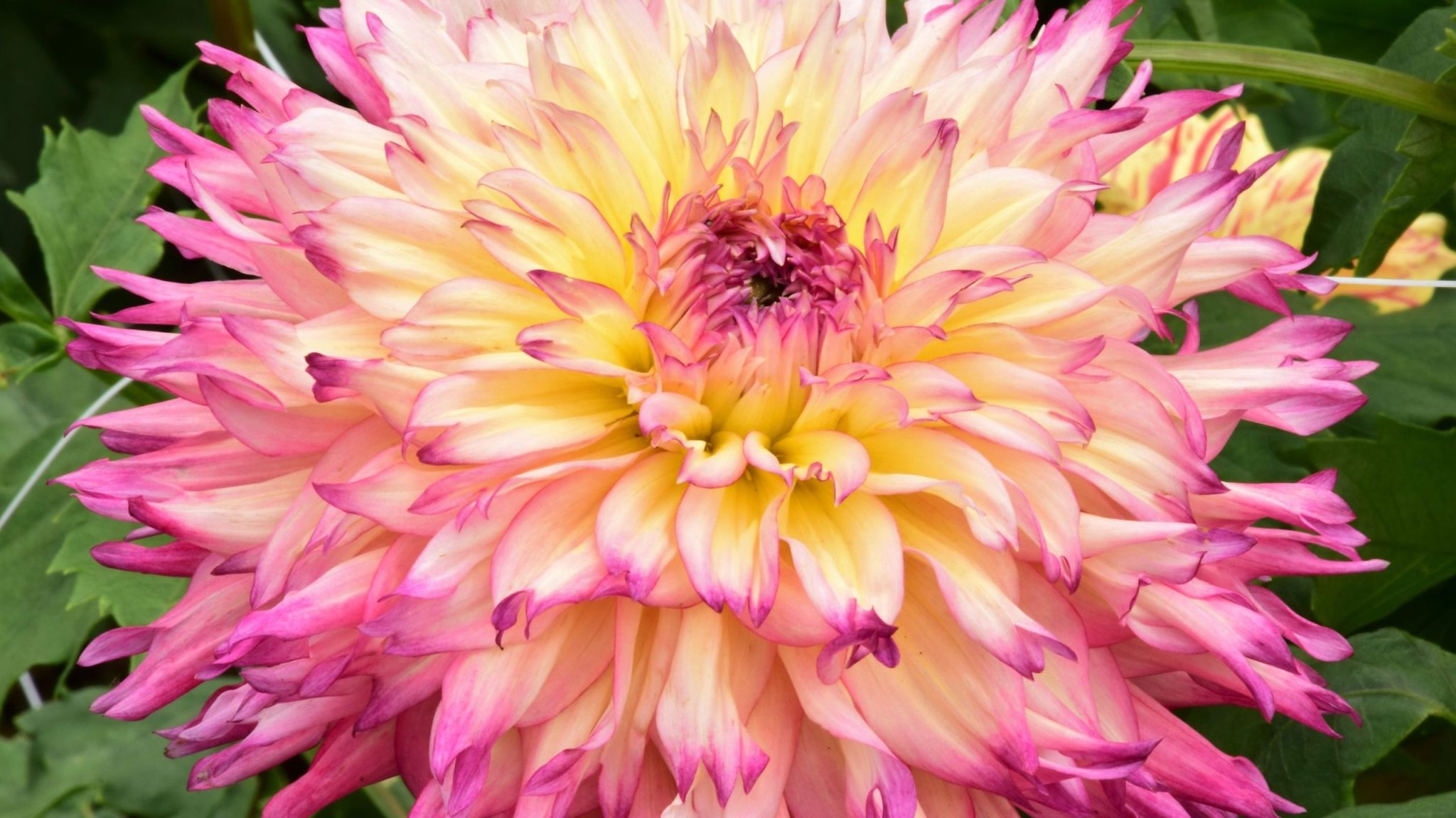 Dahlia cut flower from Bullington Gardens in Hendersonville, NC.