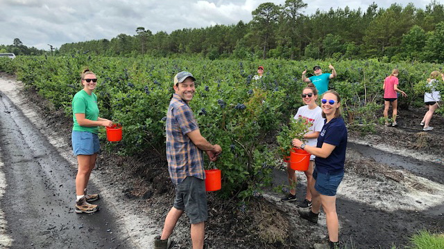 Extension staff and volunteers pick blueberries at the Horticultural Research Station in Castle Hayne on June 3, 2022.