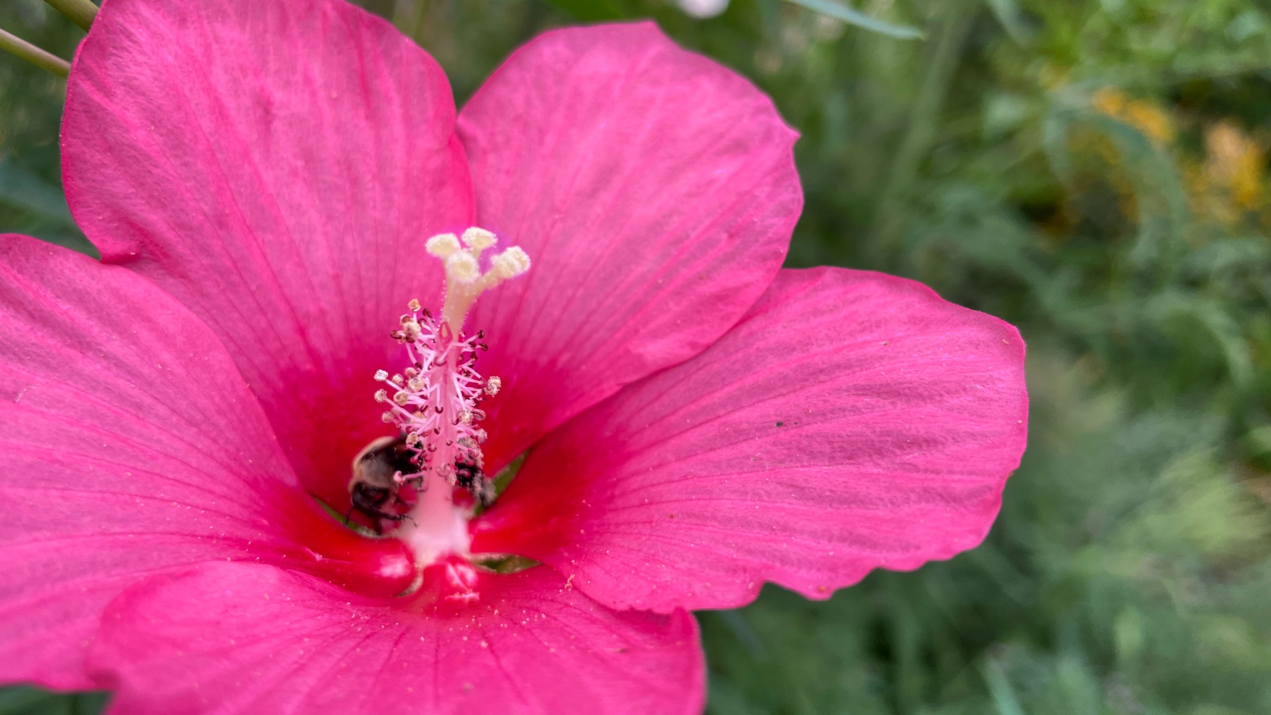 pollinator on flower stamen