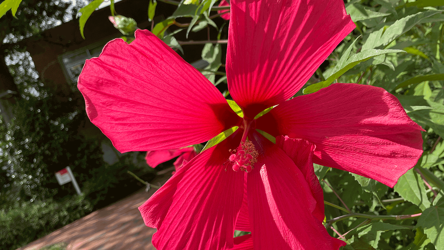 blooming hibiscus tree in front of Kilgore Hall