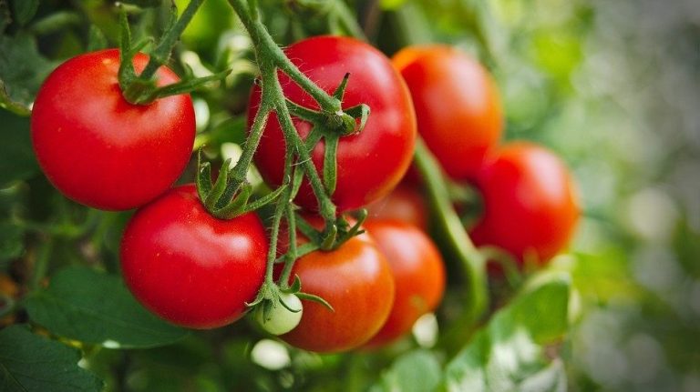 Impacting Global Food Security Through Improved Tomato Varieties ...