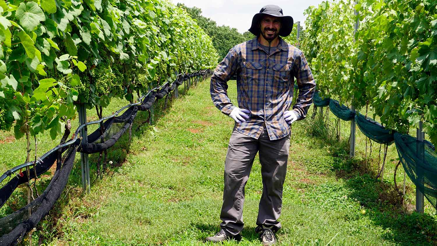 Kyle Freedman, Horticultural Science PhD viticulture candidate, amongst the grapevines.
