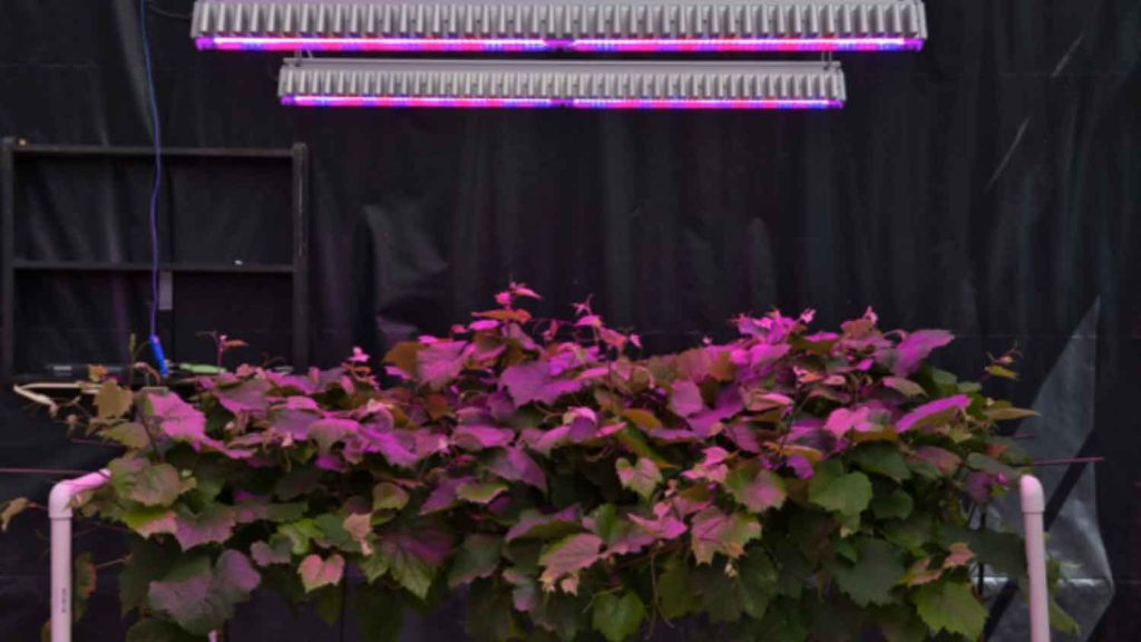 A precise indoor vine conditioning system, measuring the effect of supplemental light intensity on the physiology of ‘Concord’ and ‘Traminette’ grapevines.