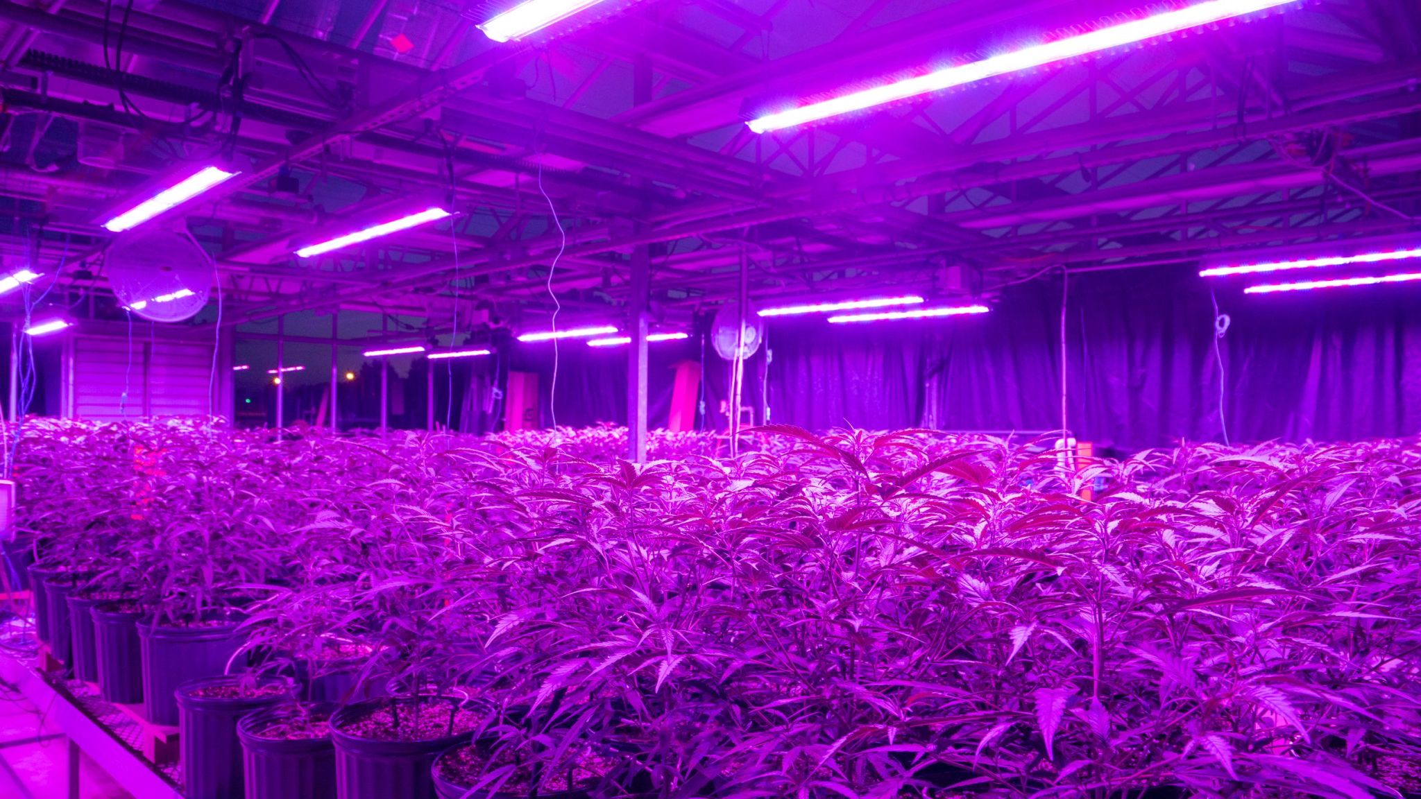 industrial hemp grown with far-red light spectrum in greenhouse