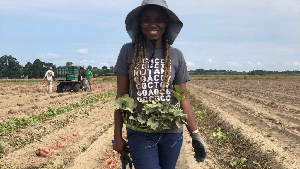 Modesta Abugu harvesting sweetpotatoes