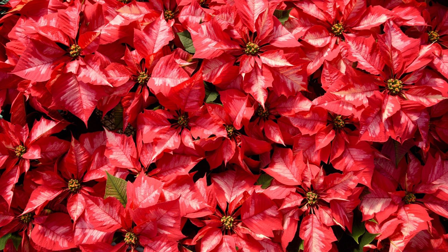 pink poinsettias in a greenhouse