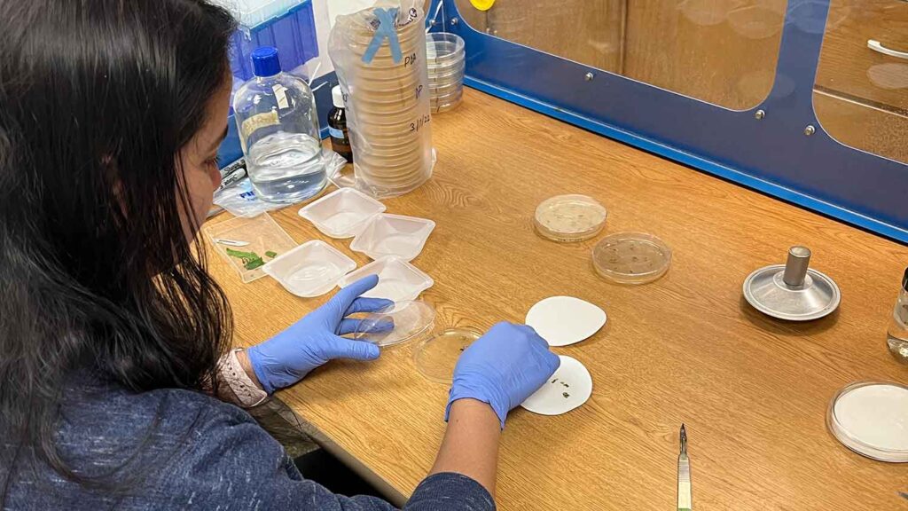 Anju Pandey isolating tomato leaf spot