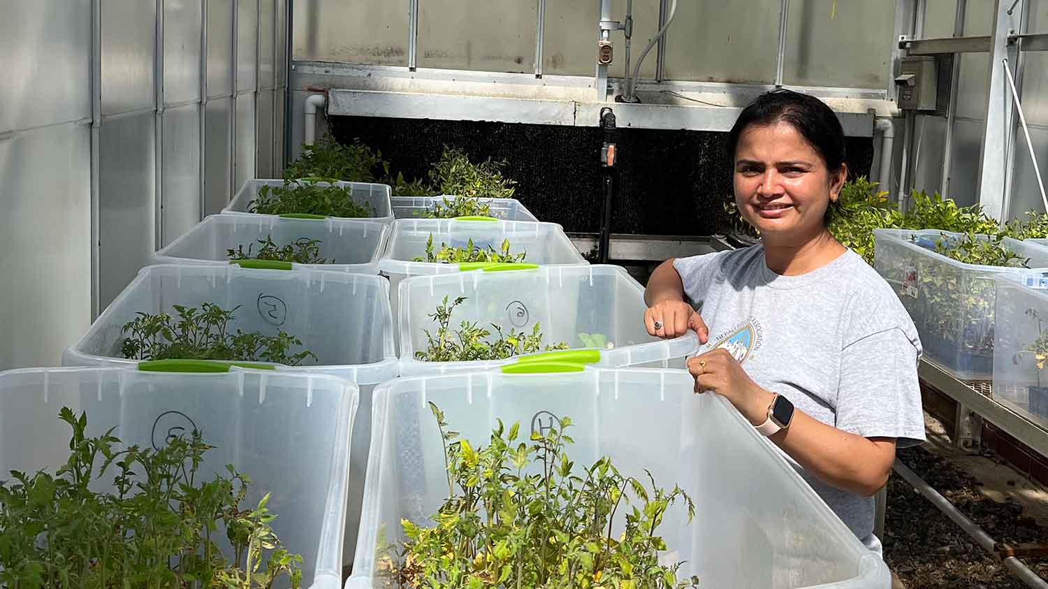 Anju Pandey evaluating tomatoes for leaf spot disease in greenhouse