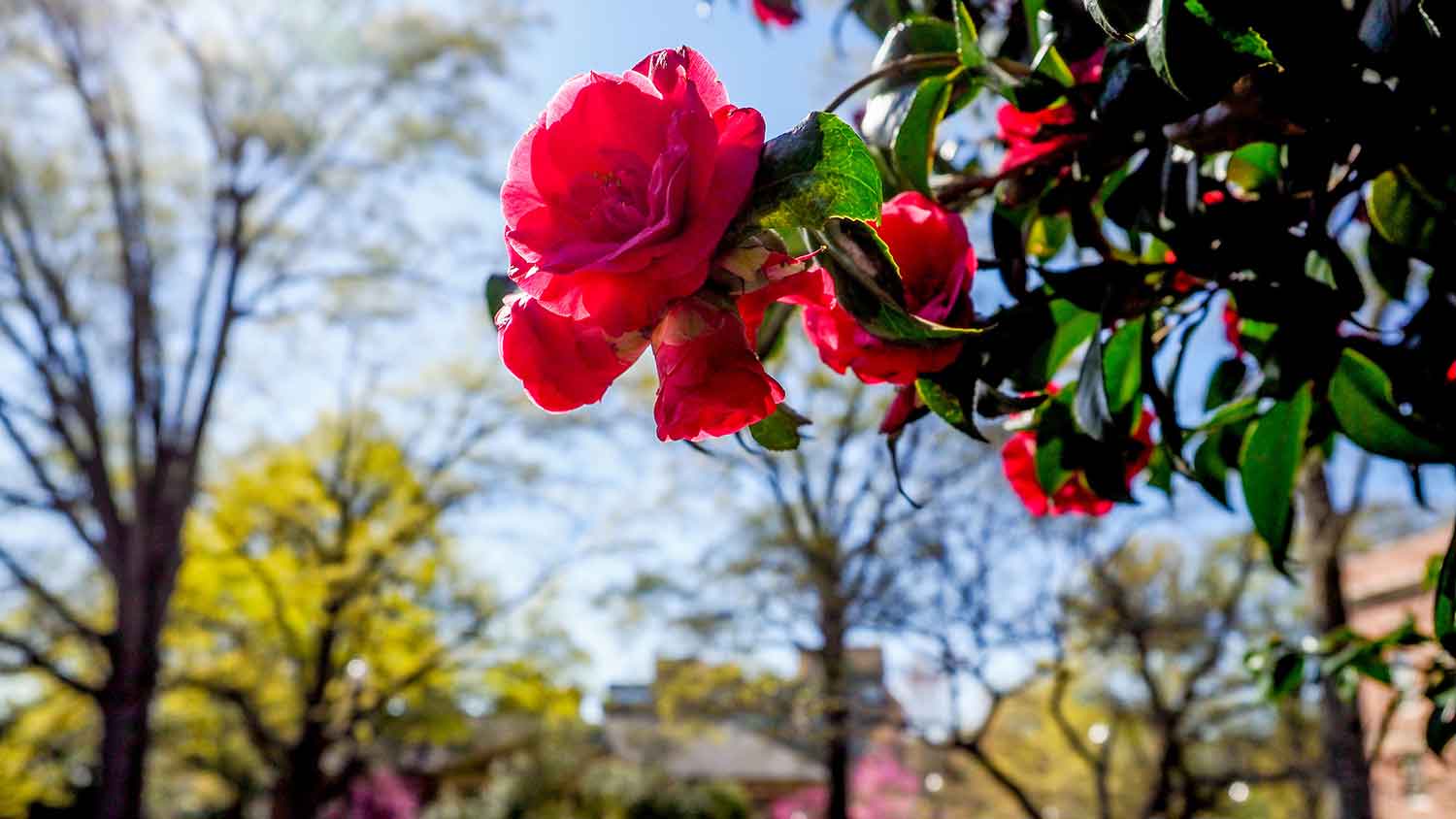 flower blooming on central NC State campus