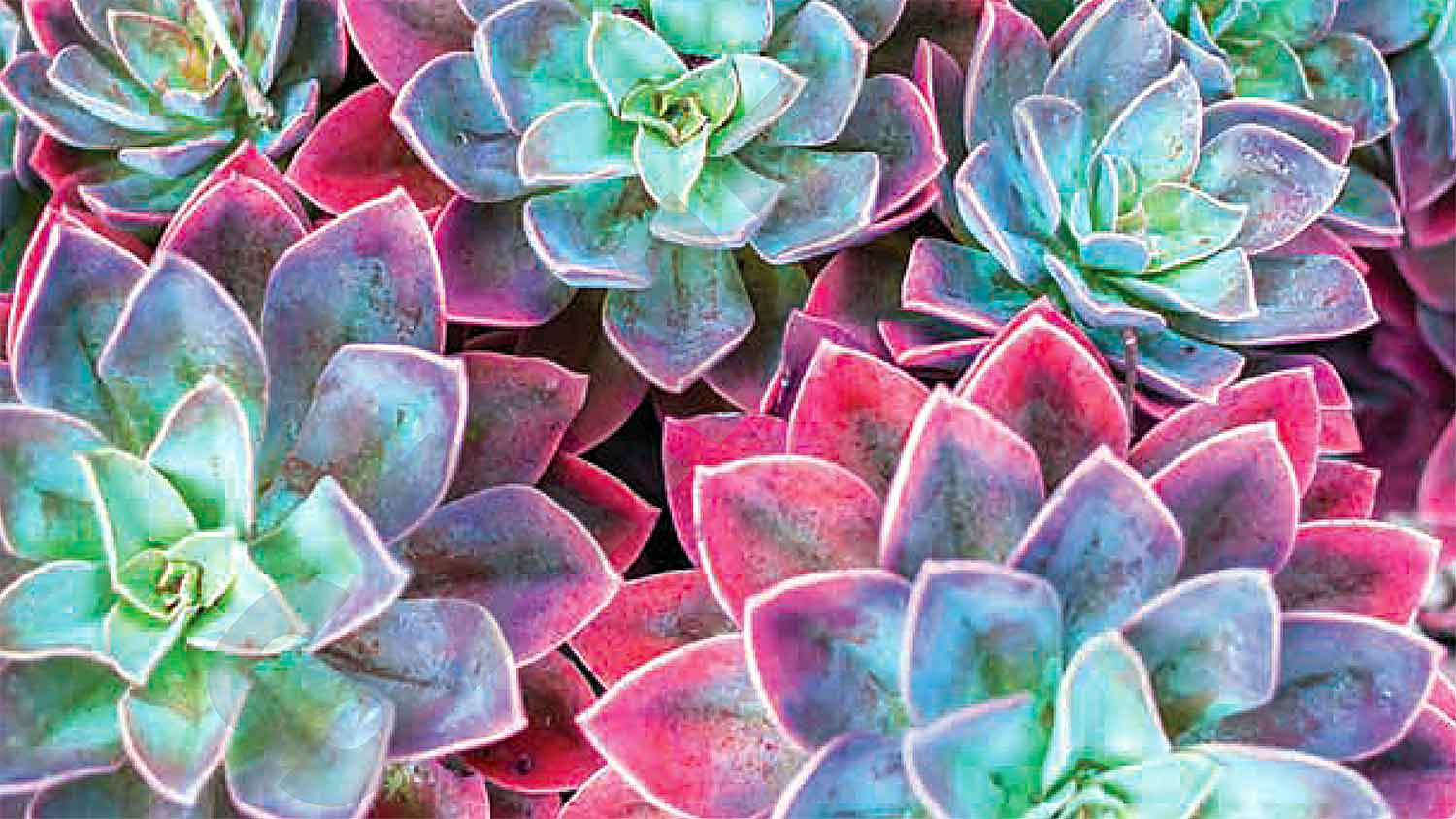 succulents