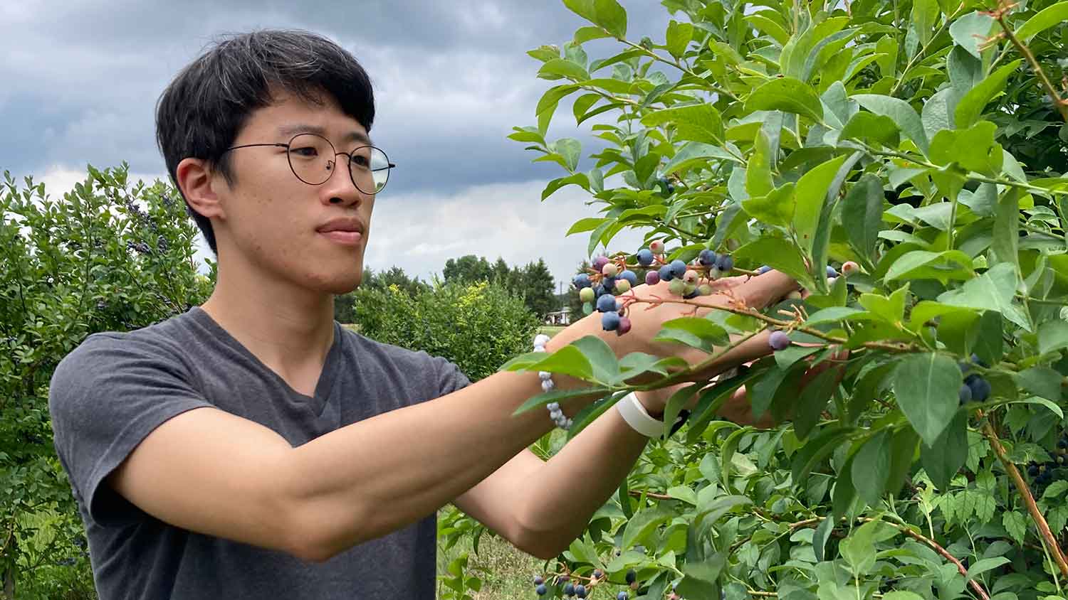 Heeduk Oh checking blueberry bush