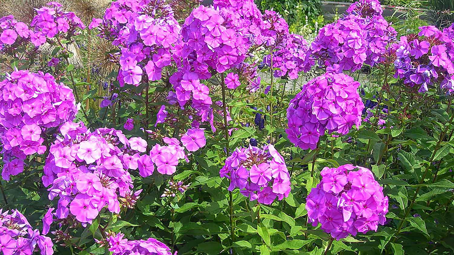 phlox