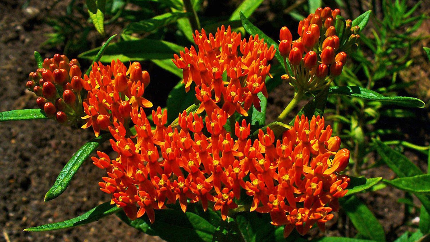 Red flowers