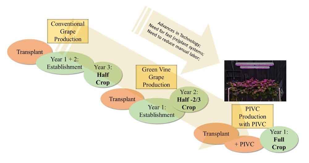 Grape transplant production aand the potential integration of Precise Indoor Vine Conditioning