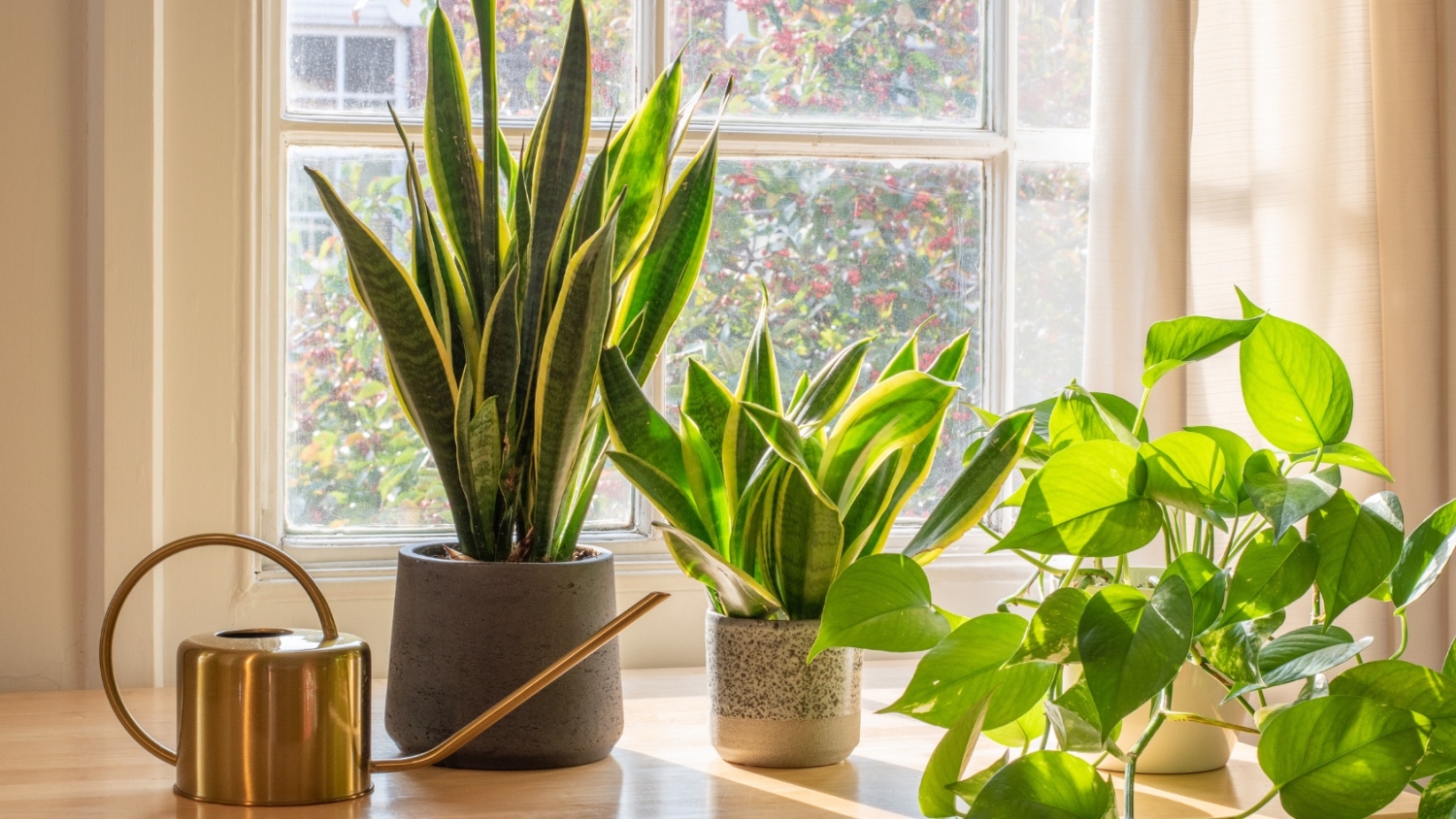 Houseplants and a watering can on a windowsill