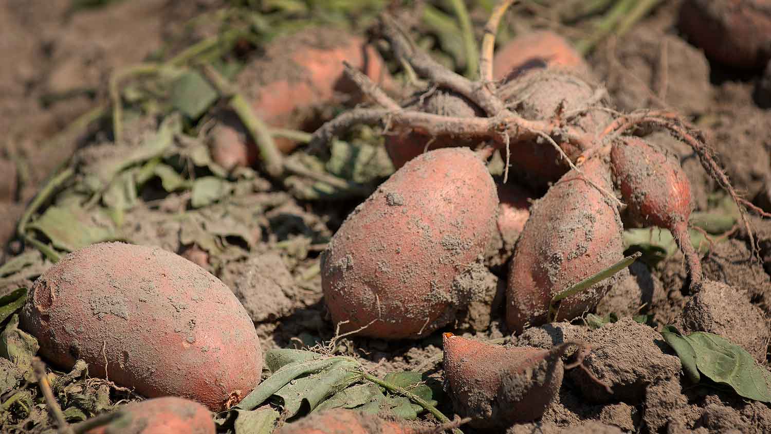 sweetpotatoes in the field