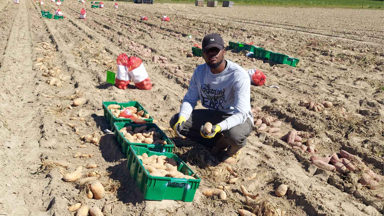 Jaleel harvesting sweetpotatoes