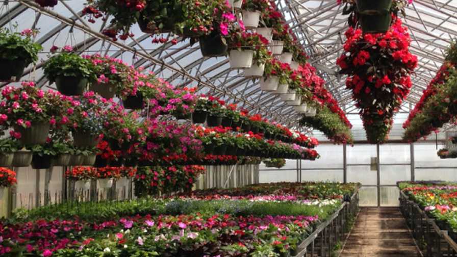 New England Floriculture Greenhouse