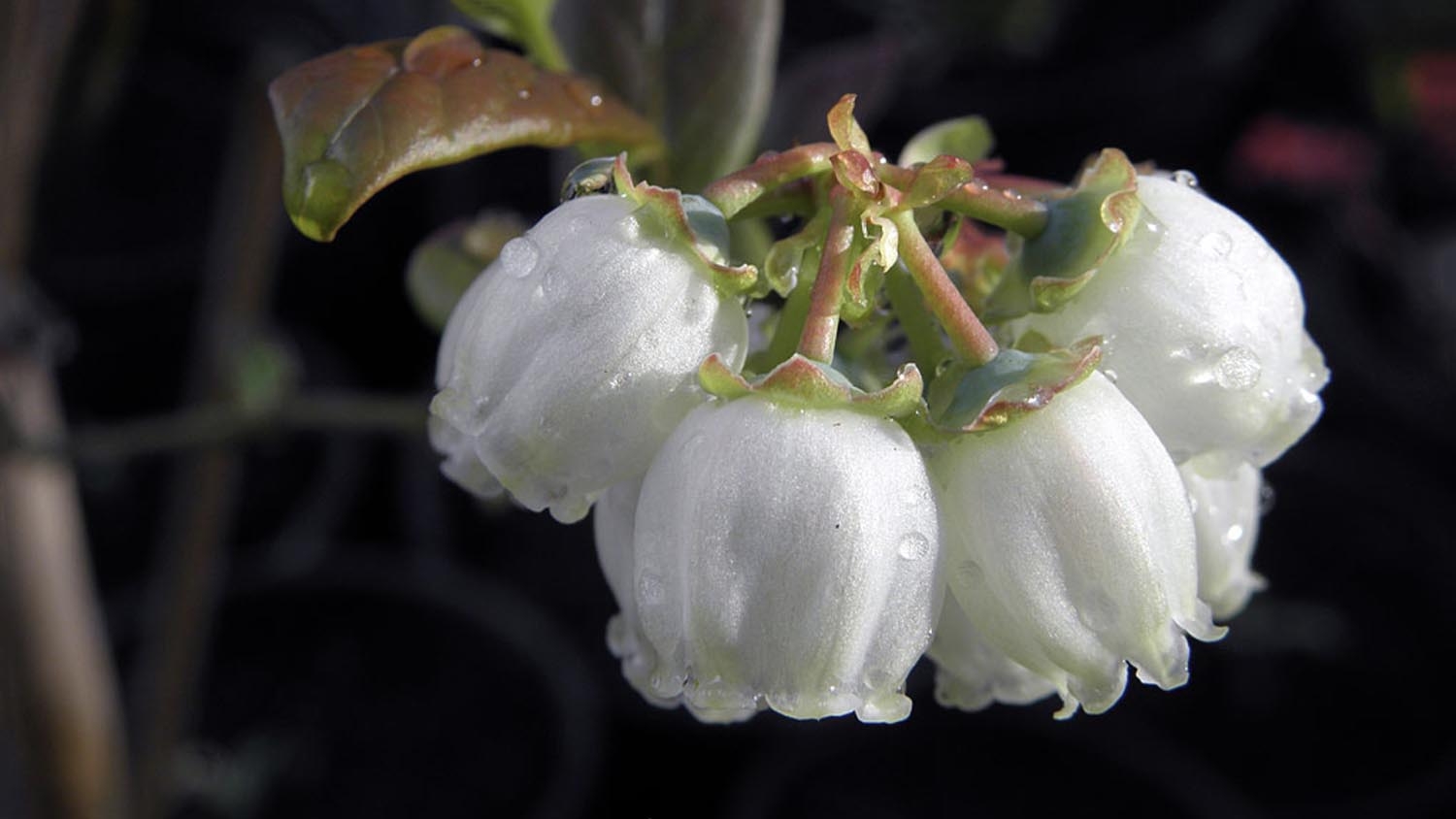 small white bulb shaped flowers on a blueberry plant
