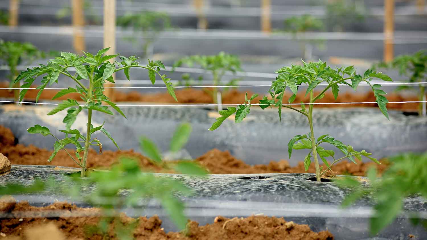 Tomato plants in field