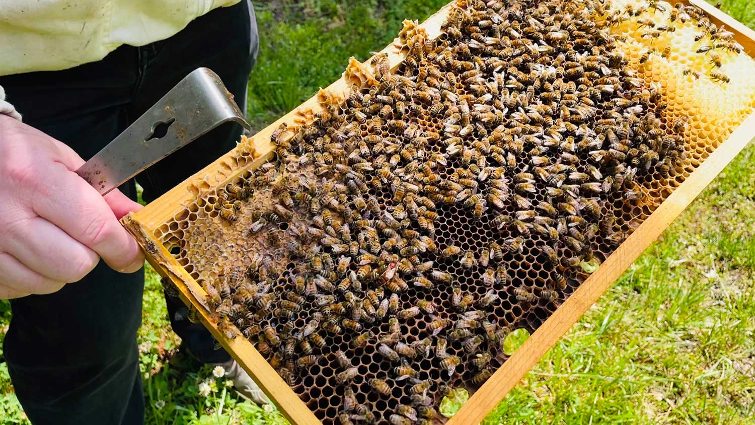 Honey bees hive