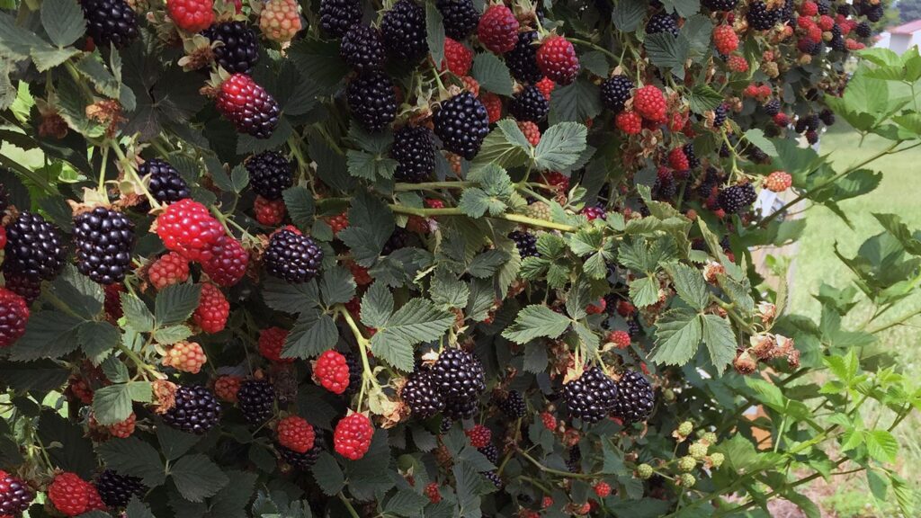 Von thornless blackberry, developed at NC State by Jim Ballington, Gina Fernandez and Penelope Perkins-Veazie.