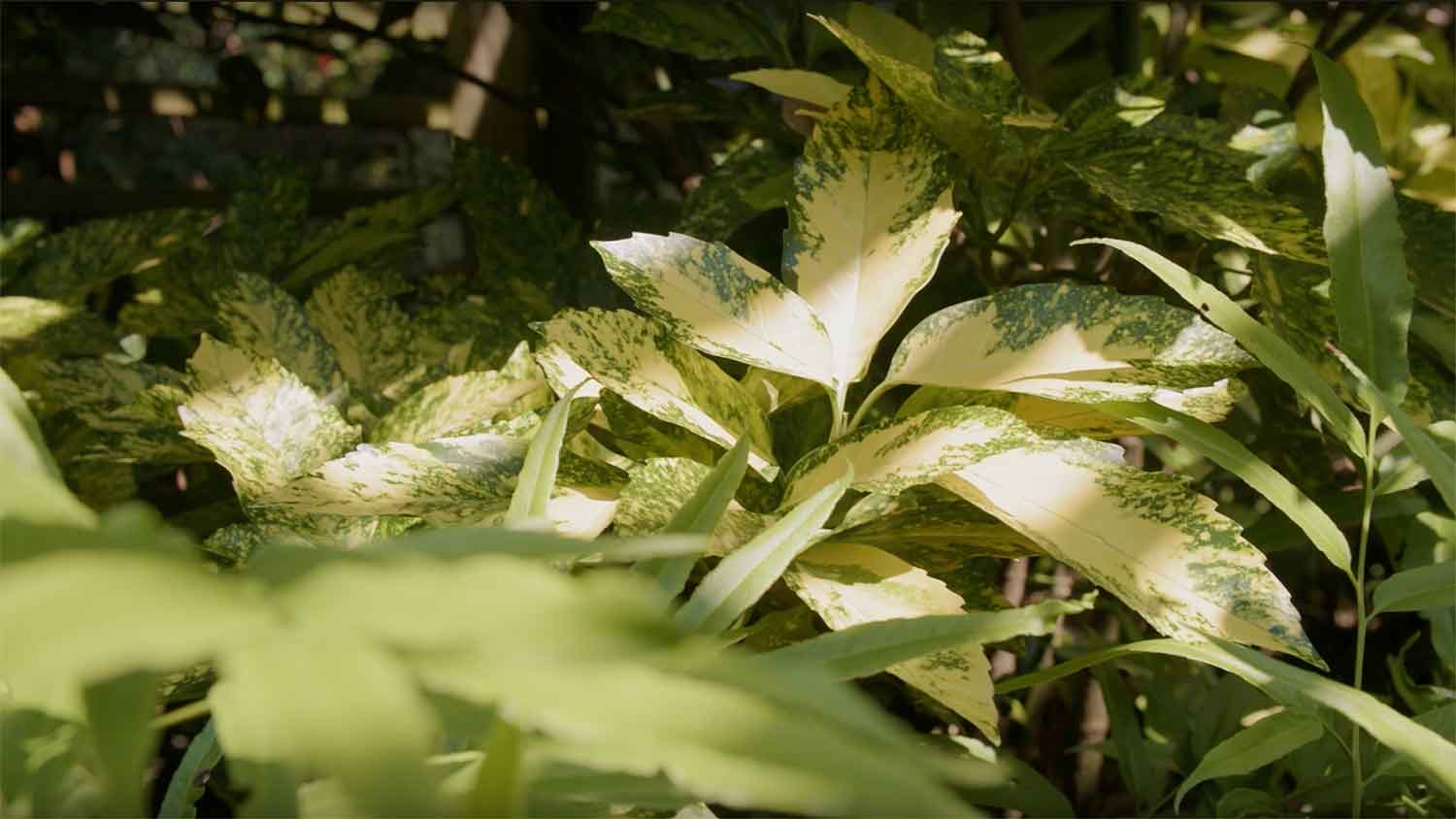 shaded plants