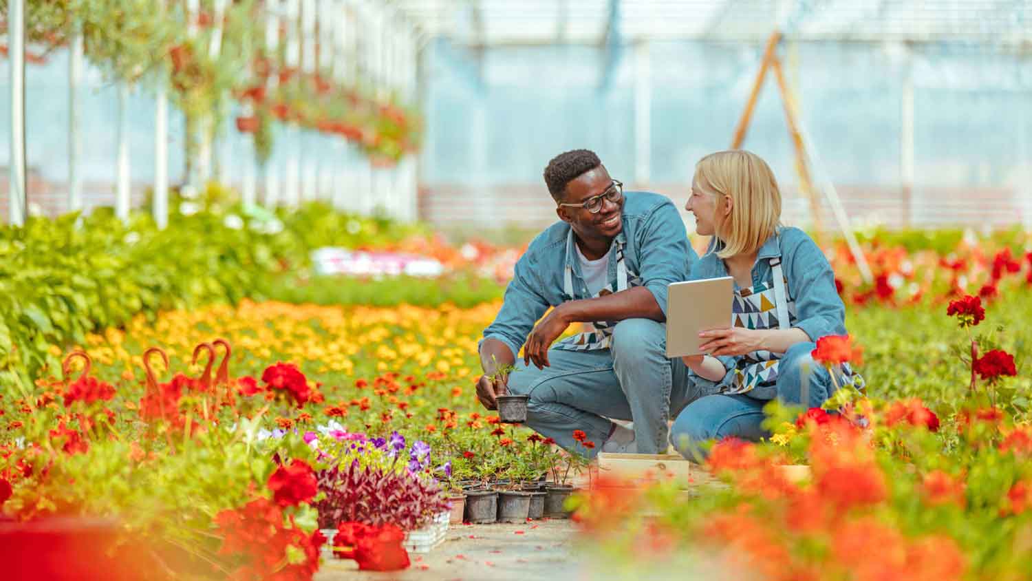 greenhouse of cut flowers