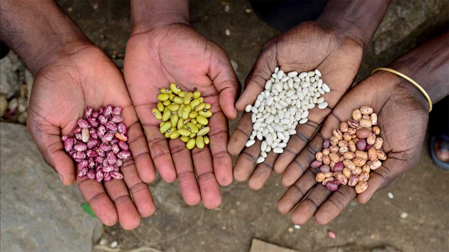 hands holding legumes