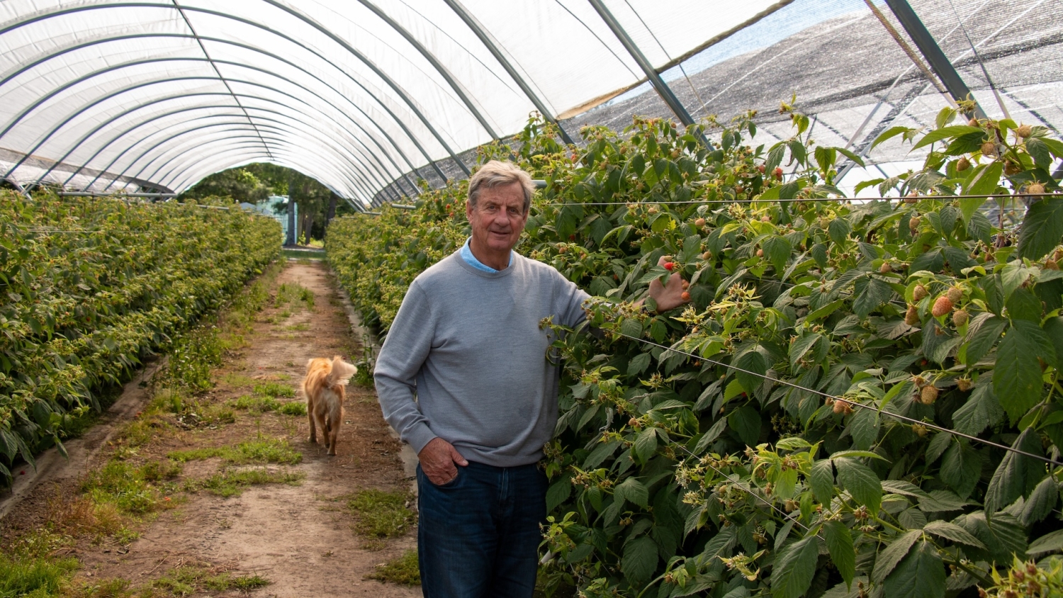 Cal Lewis standing in a polytunnel filled with raspberry plants