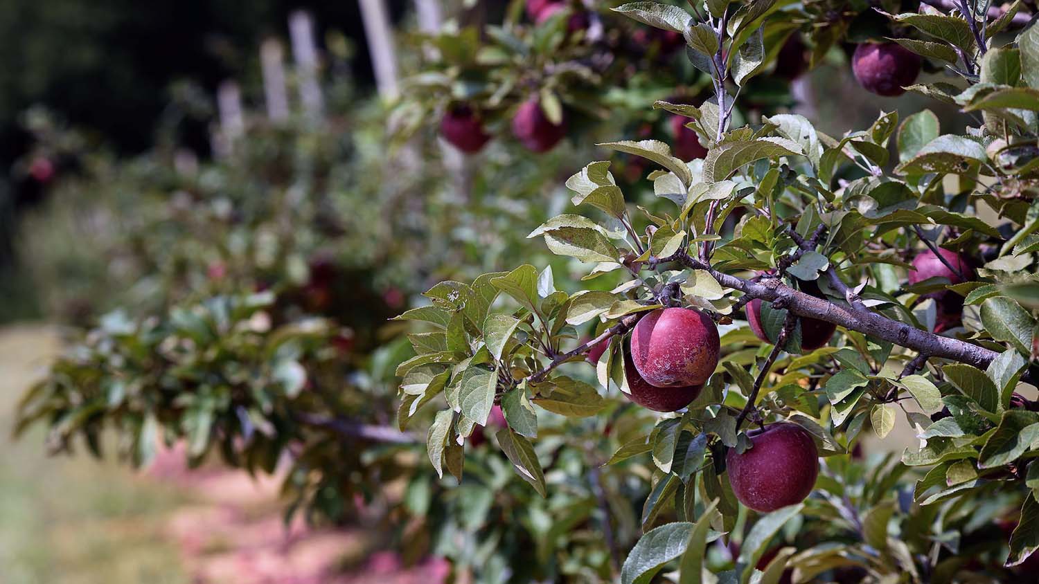 apples in a tree orchard