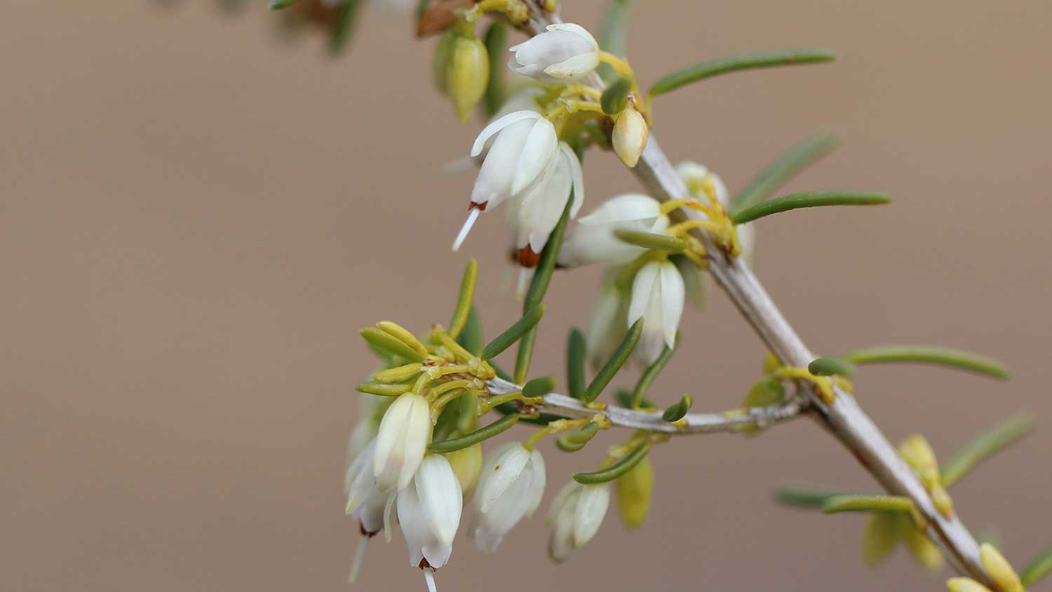 Erica × darleyensis flower