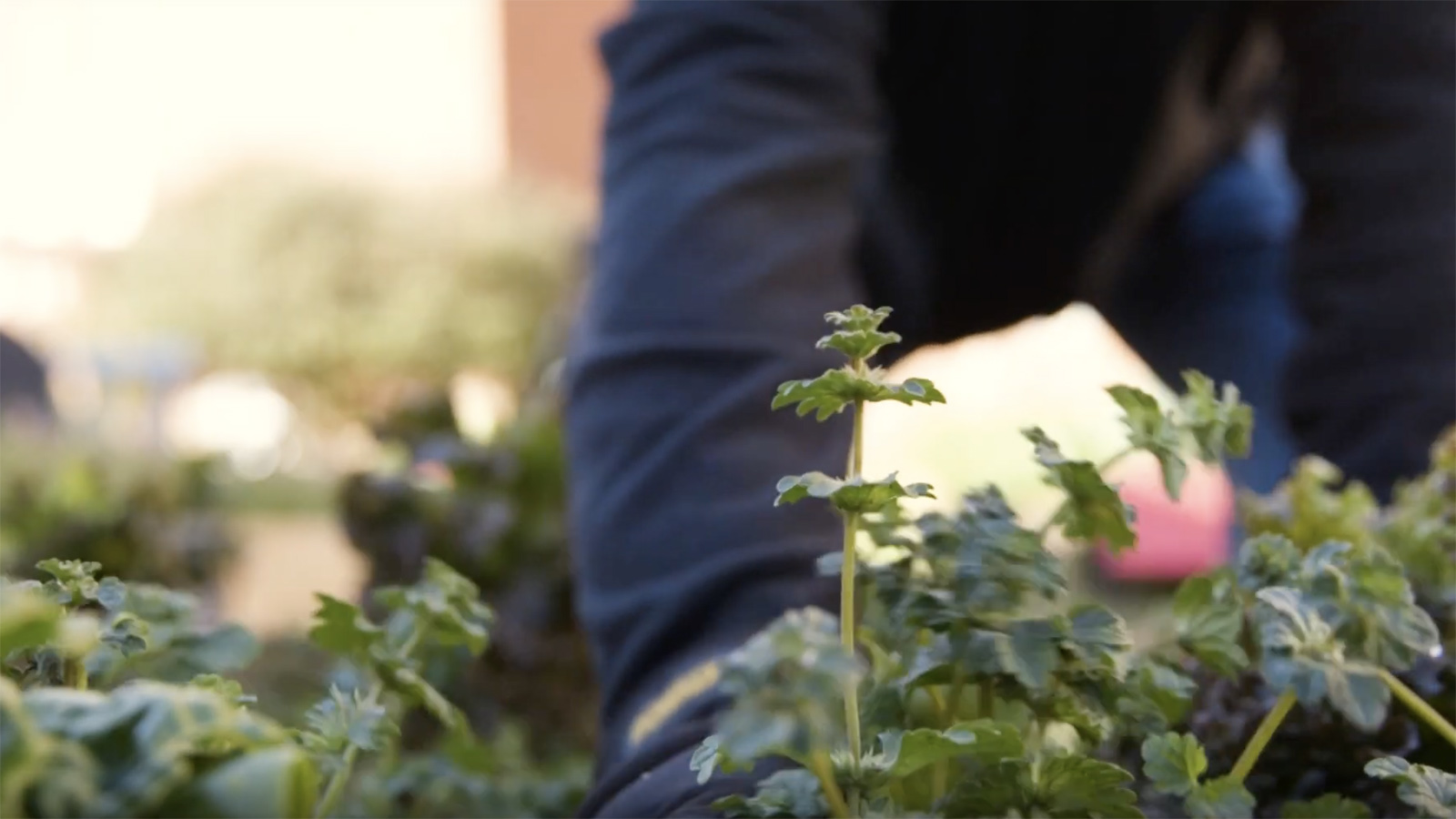 winter gardening