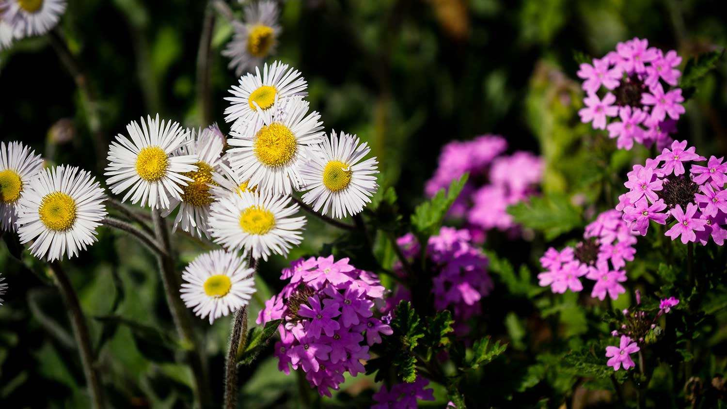 white and purple flowers