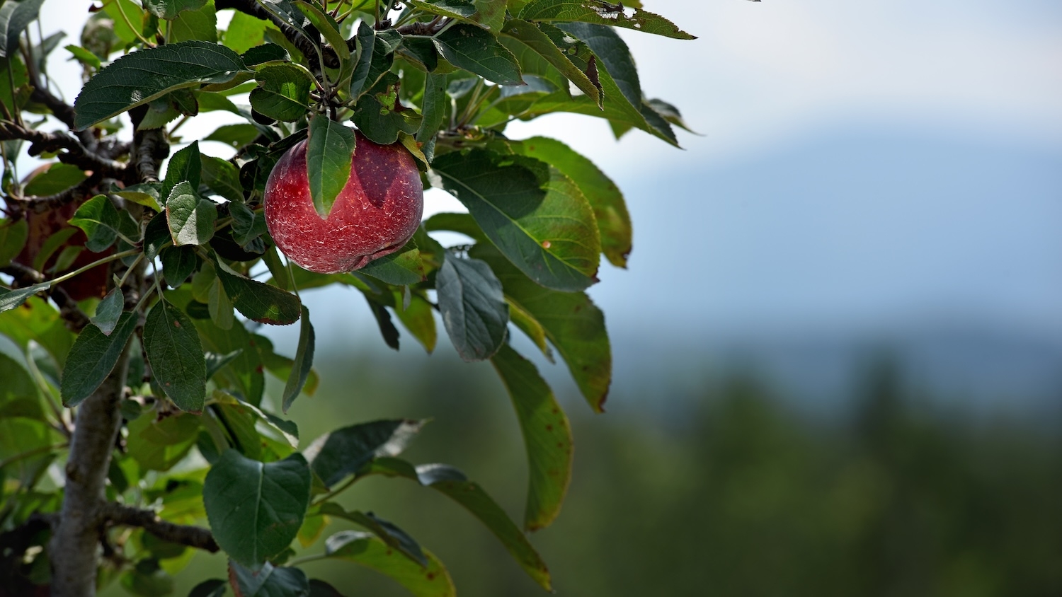 Apple tree in orchard