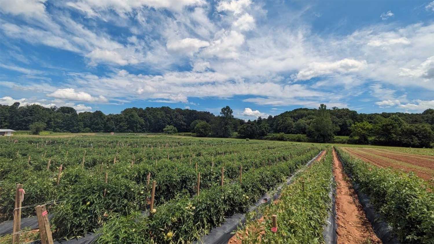 field of crops