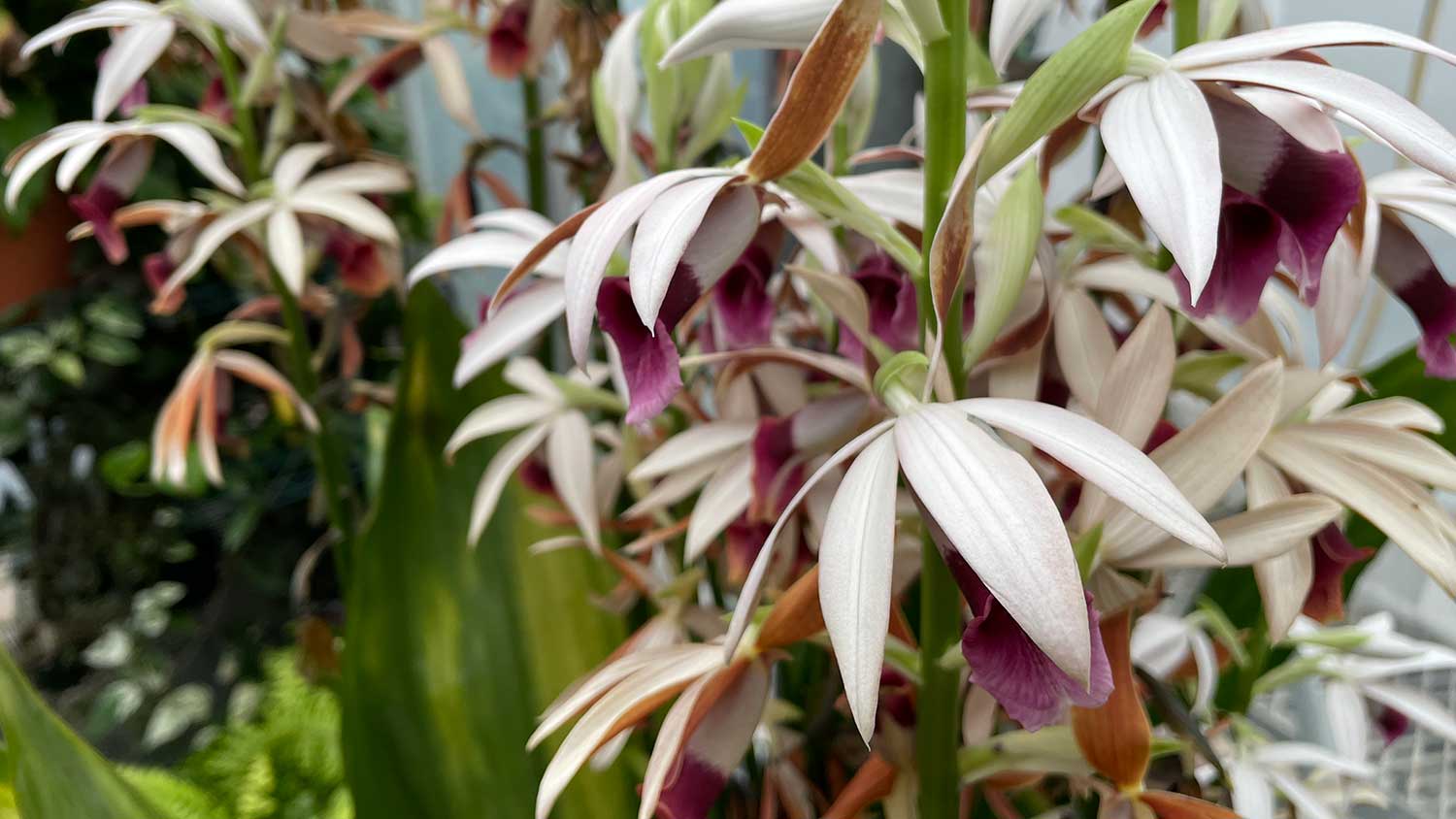 a terrestrial orchid known as phaius tankervillaea-