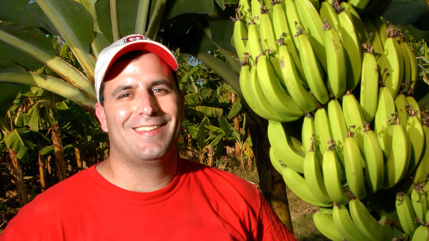 NC State researcher at a banana plantation in the Dominican Republic
