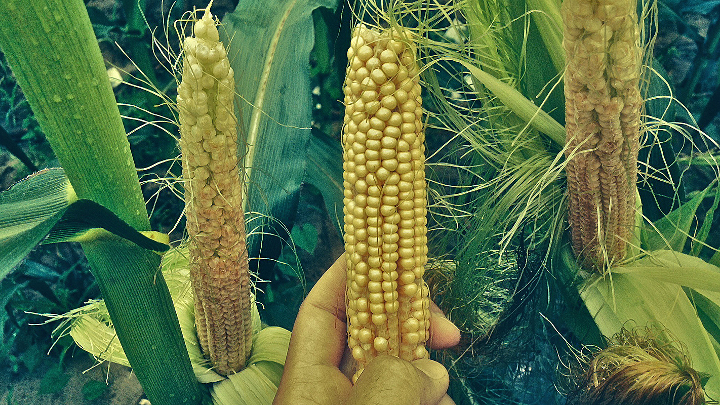 Close up on exposed corn ears in field
