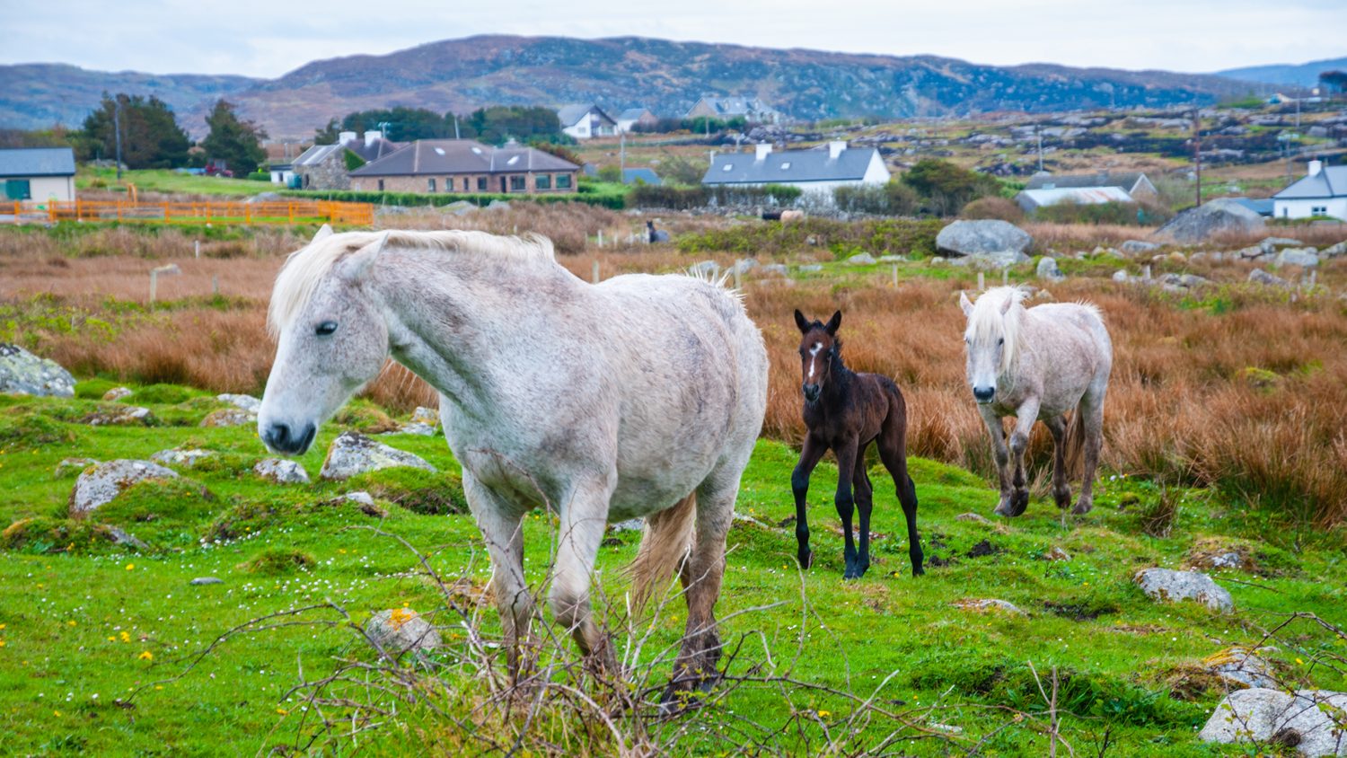Ireland Horses