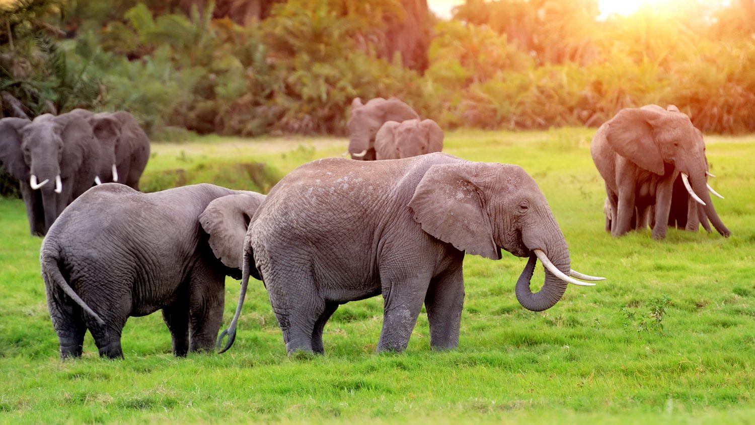 SouthAfrica-Elephants