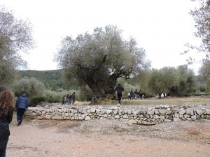 The olive orchard near Sant Mateau and a likely contributor to the olive coop. Estimated to have been planted by the Moors 500-700 years ago?