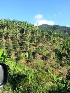 Sun coffee plantation in Utuado, Puerto Rico