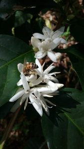 Honeybee foraging on a blooming Coffea arabica flower