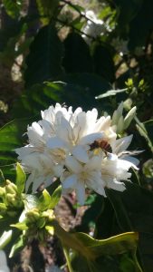 Honeybee foraging on a blooming Coffea canpehora Flower